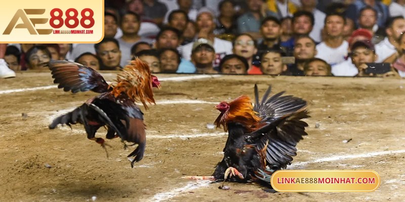 Tham gia cá độ đá gà trực tuyến AE888 rất đơn giản và tiện lợi