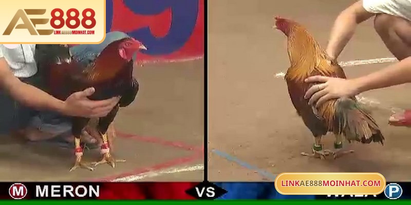 Các trận đấu đá gà AE888 được đầu tư full HD siêu chất lượng