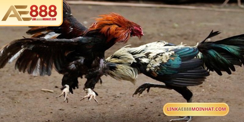 Những con vàng có thân hình gọn gàng, chân thẳng