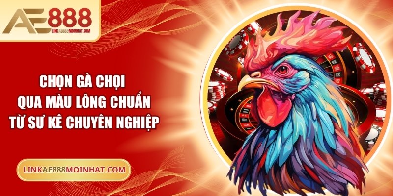 Chọn Gà Chọi Qua Màu Lông Chuẩn Từ Sư Kê Chuyên Nghiệp