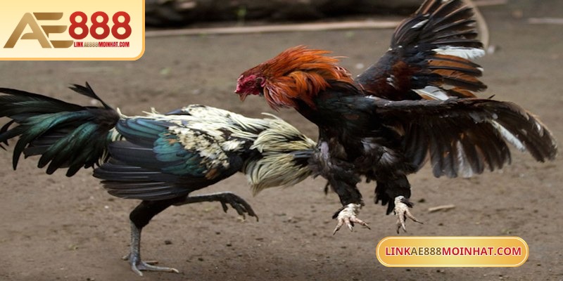 Biết nhìn tướng gà sẽ dễ dàng chọn ra kê thủ chất lượng