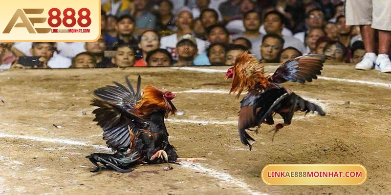 Mức cược đá gà AE888 cần được điều chỉnh theo diễn biến trận đấu