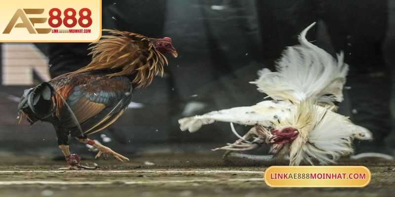 AE888 có hệ thống ghi nhận chính xác từng đòn đánh, mức sát thương