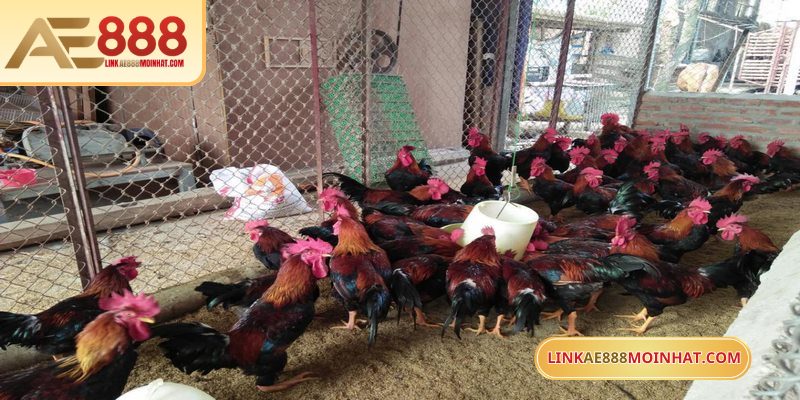 Trại gà Phúc Bình Dương luôn là sự lựa chọn được yêu thích