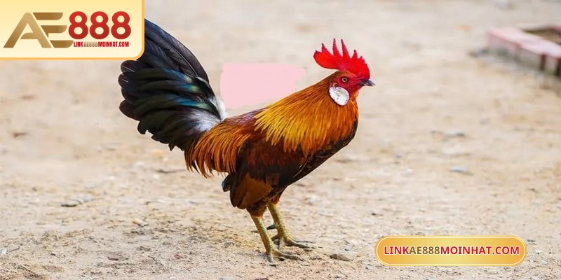 Trận chiến gà tre luôn thu hút lượng lớn người chơi AE888